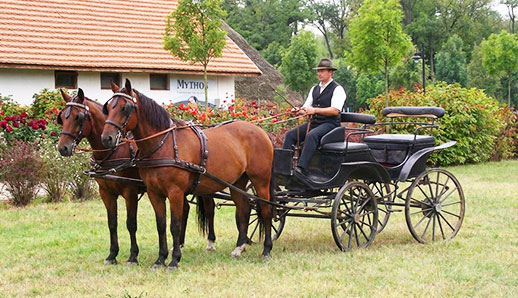 Lovas szolgáltatások
